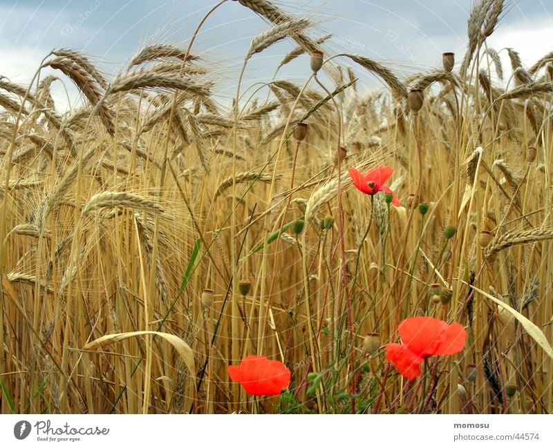 view - field Field Poppy Mature Flower Blossom Wheat Clouds Ear of corn Summer Grain Harvest Sky