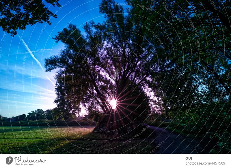 Tree in backlight with sun star at field edge solar star Summer Wood Nature Plant off Margin of a field Dark magic purple Sunrise Sky variegated