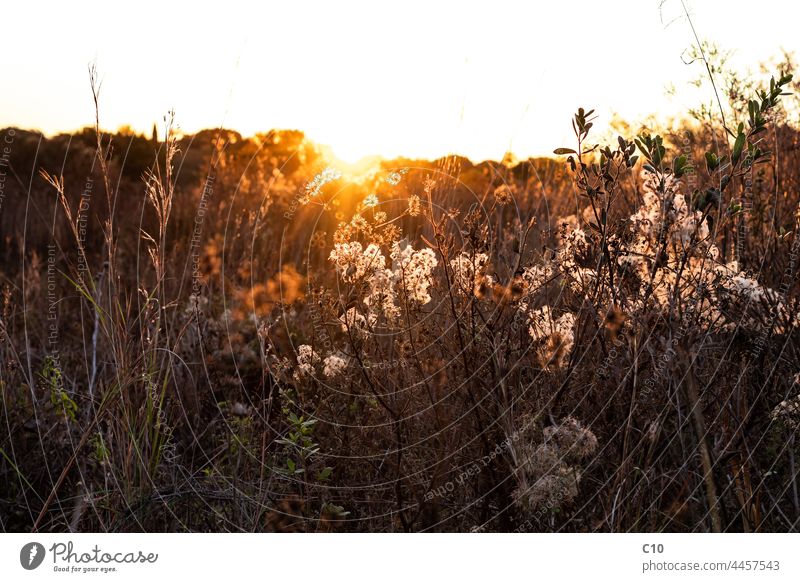 Dry wildflower and wild grass backlit by soft golden hour sunlight Light Sunset abstract autumn autumn day background backlight bright brown countryside dry