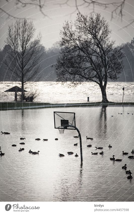 A basketball court flooded by high water on which ducks swim Flood Deluge heavy rain Torrents of water Basketball arena Basketball basket Climate change River