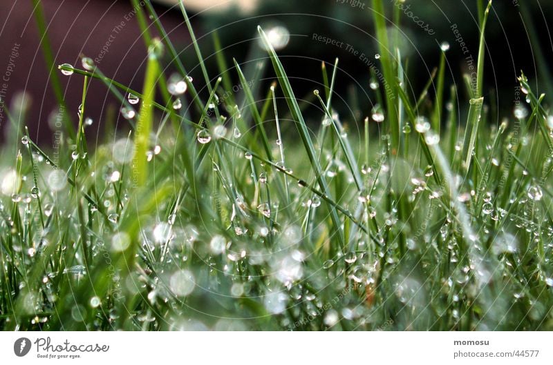 wet as a grass Grass Meadow Wet Green Drops of water Water Rain Rope Blur Garden Lawn