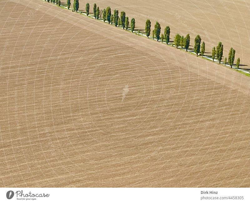 Tree avenue at agricultural field, open space left / below Field Agriculture Monoculture Landscape Avenue Nature Exterior shot Environment Deserted