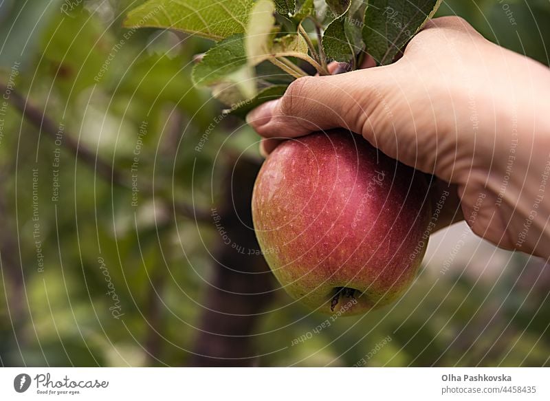 Fresh organic apples, ripe and green, harvested from the orchard