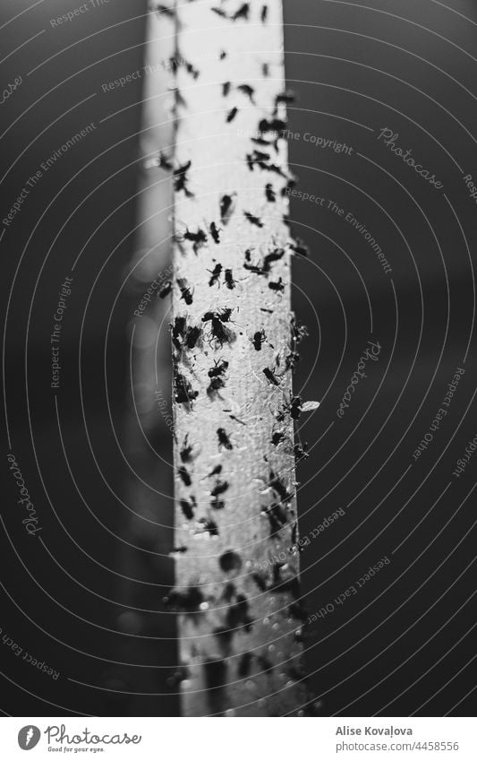 Fly catcher Insect Insect tape Close-up Death Black & white photo Animal Wing Legs Detail Light and shadow extermination Dead animal