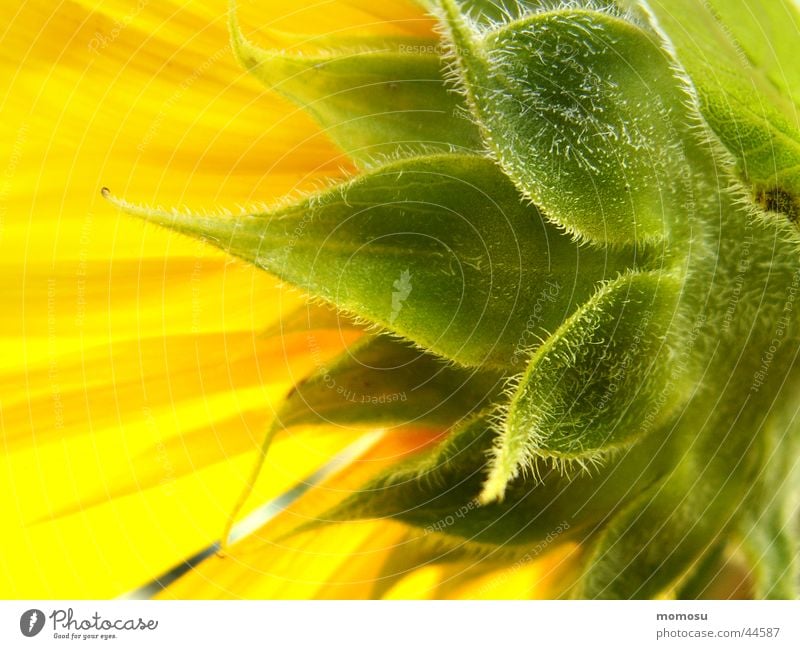 towards the sun Blossom Leaf Yellow Summer Field Sun sunflower