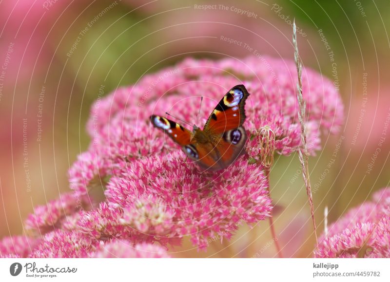 don't fly away, you beautiful summer. Butterfly peacock butterfly Blossom Flower Nature Pink Kitsch pretty Nectar Grand piano Plant Colour photo Animal