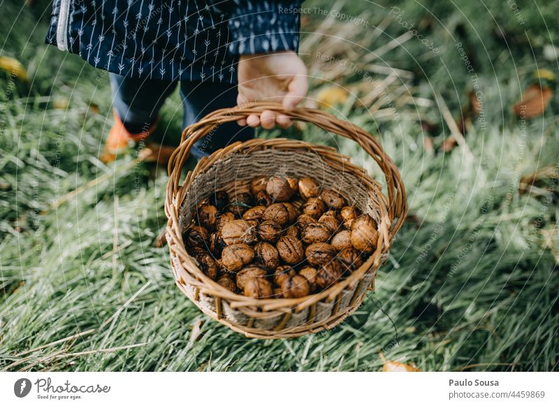 Child holding basket with walnuts Walnut Food Brown Colour photo Nut Nutrition Delicious Snack Vegetarian diet Healthy Close-up Organic produce Subdued colour