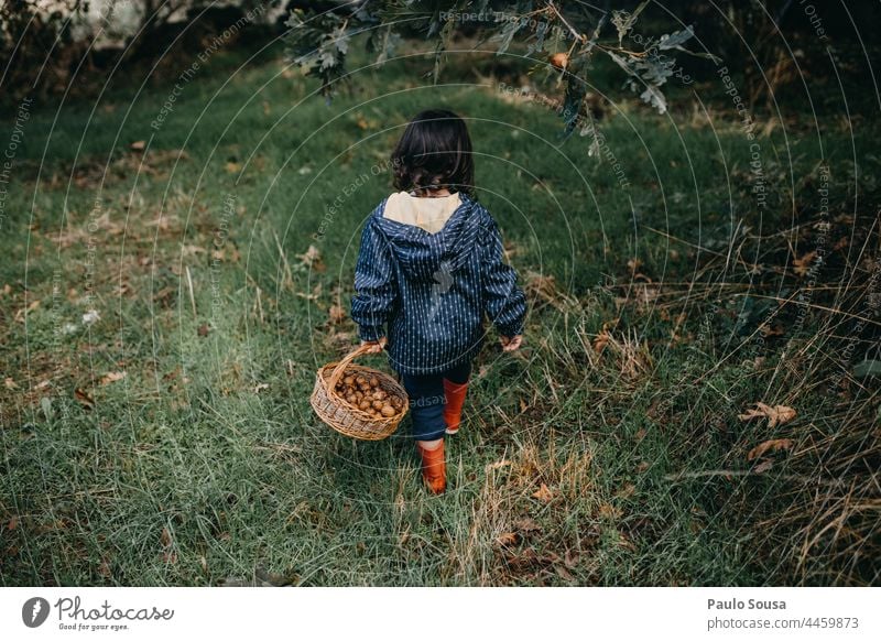 Rear view child walking with basket full of walnuts Child Girl Authentic Autumn Walnut Basket Container Environment Lifestyle Colour photo Green Exterior shot