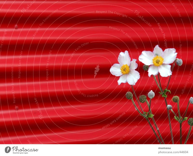 contrast Chinese Anemone Corrugated sheet iron Wall (building) Flower Blossom Red Pink Contrast