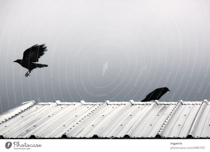 departure Sky Roof Corrugated iron roof Animal Bird Raven birds Crow 2 Observe Flying Hunting Sit Dark Together Above Smart Blue Black Silver White Moody