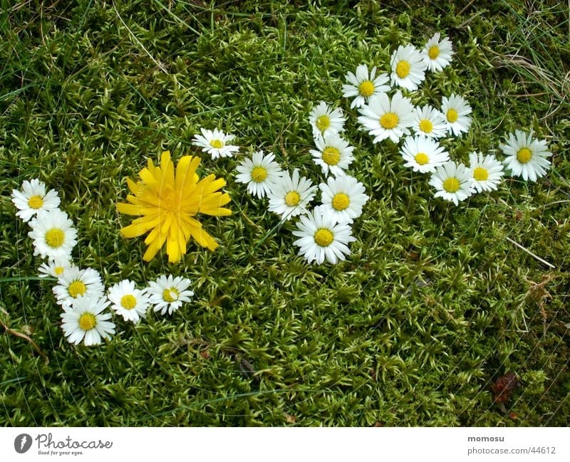 love Love Meadow Grass Flower Daisy Dandelion