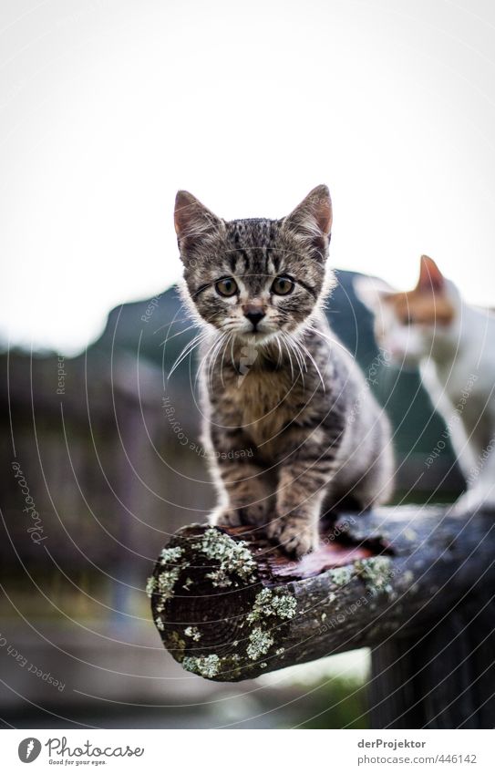 Kitty Kitty Kittens Always Go Part 2 A Royalty Free Stock Photo From Photocase