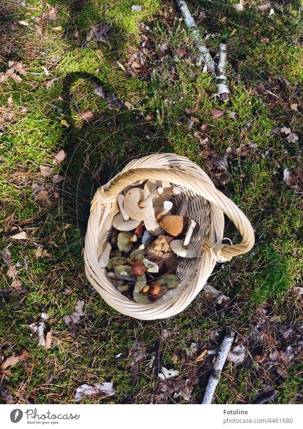 Since I have probably rich mushroom harvest. Chestnuts, birch mushrooms and even a small Curly-Gluck made the forest walk perfect. Mushroom Nature Colour photo