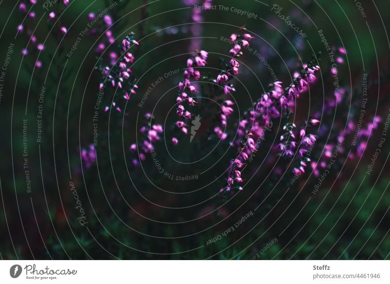 Nightlife | Heath Blossom Heathland heather blossom flowering heath cryptic Mysterious Dark native wild plants Domestic Picturesque Poetic dark light