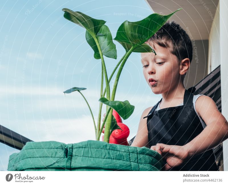 Content boy with watering can and blooming plant on balcony gardening alocasia hobby botany portrait cheerful childhood countryside helianthus apron gardener