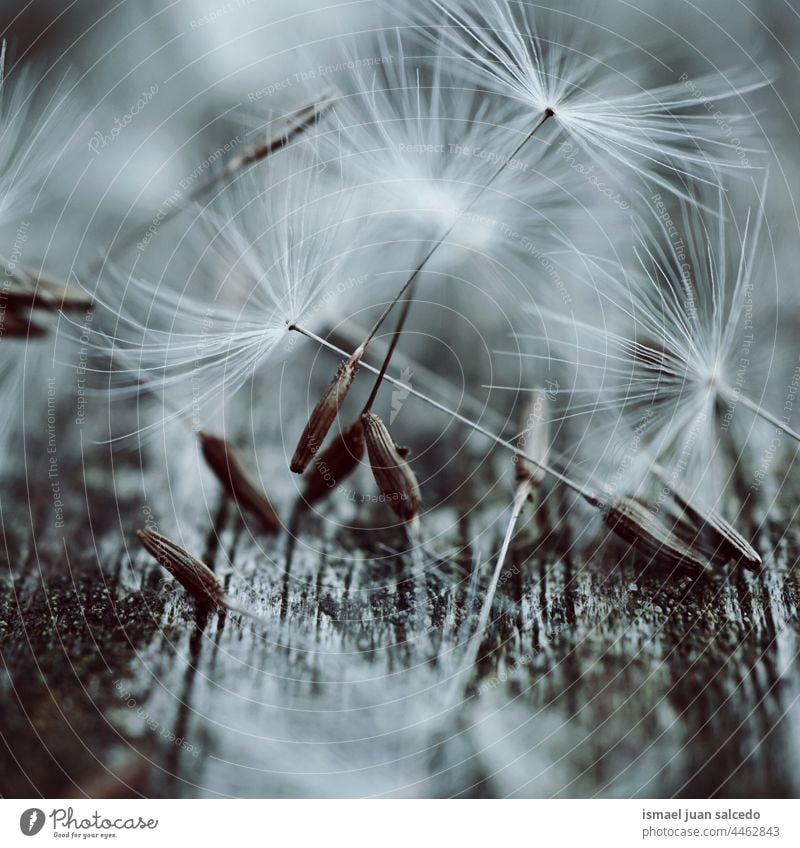 macro of the dandelion seed in springtime flower plant white floral garden nature natural beautiful decorative decoration abstract textured soft softness