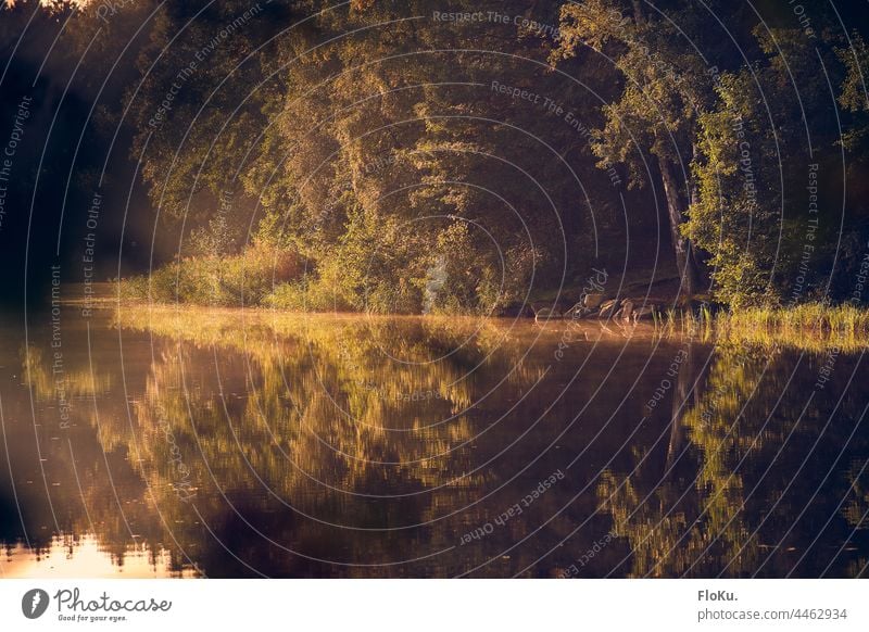 Morning mood at the lake Lake Forest Nature Landscape Sonneneuafgang Swimming lake Bathing place Water Water oversurface Fishing Lake warm Warmth clear Calm