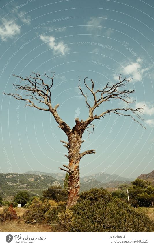 tree antlers Landscape Plant Sky Summer Tree Mountain Old Broken Natural Trashy Gloomy Dry Blue Brown Contentment Movement Bizarre Transience Time Death Antlers