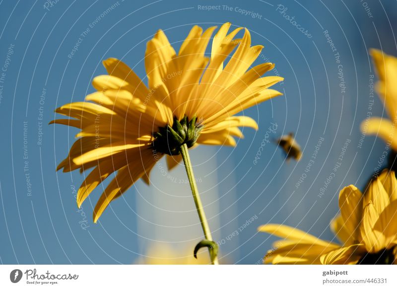 end of summer Nature Plant Sky Sun Summer Flower Leaf Blossom Wild plant Sunflower Blossoming Fragrance Friendliness Happiness Positive Warmth Blue Yellow