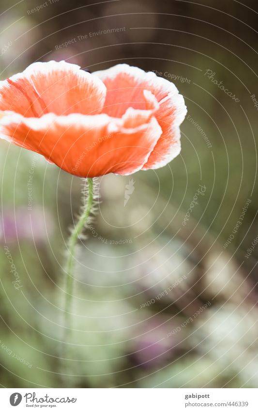 The somewhat different poppy day portrait Environment Nature Plant Beautiful weather Flower Bushes Leaf Blossom Wild plant Poppy blossom Blossoming Fragrance