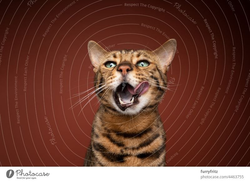 hungry bengal cat licking lips with mouth wide open pets feline fur purebred cat spotted tabby studio shot copy space brown brown background portrait beautiful