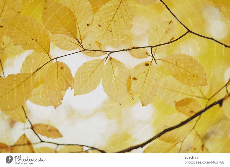 Yellow Autumn Leaf foliage Branch Tree Rachis transparent Bright Autumnal Exterior shot Autumnal colours Nature Transience Early fall Autumnal weather