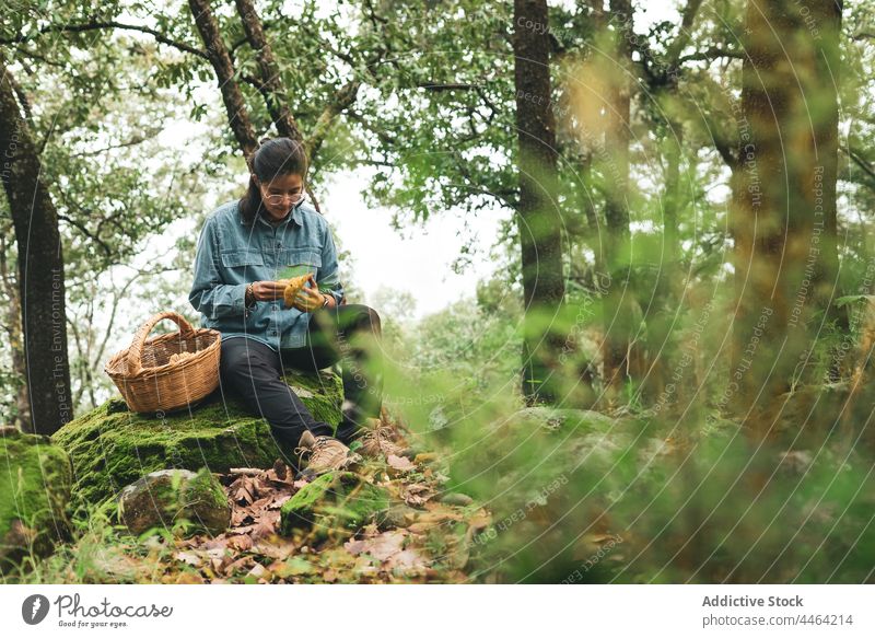 Woman attentively looking at Lactarius mushroom in woods woman mycologist interest lactarius deliciosus fungi edible forest wild female basket wicker mycology