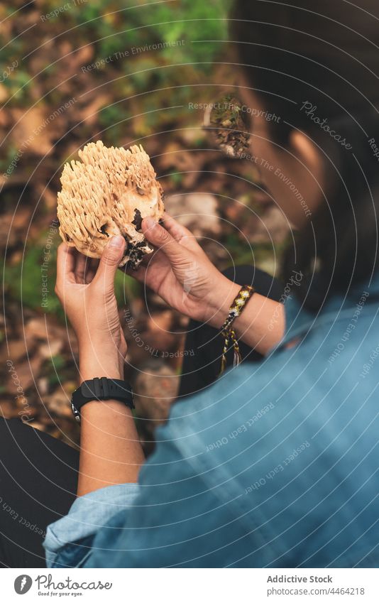Aonymous woman with edible mushroom in hands in forest mycologist ramaria pick remove dirt harvest female fungi basidiomycete ramarioides clavarioides mycology