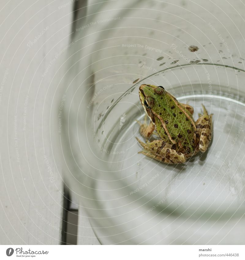 the weatherman reports sun Nature Plant Animal Wild animal Frog 1 Green Meteorologist Small Quack Glass Captured Disgust Amphibian Colour photo Exterior shot
