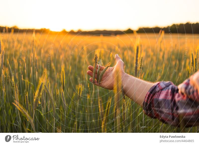 Man touching the heads of wheat in a cultivated field agricultural agriculture background barley beautiful bread cereal countryside crop ears environment farm