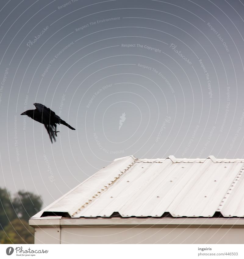 ...flying after! Environment Sky Corrugated iron roof Roof Animal Wild animal Bird Raven birds Crow 1 Flying Esthetic Dark Blue Green Silver White Moody