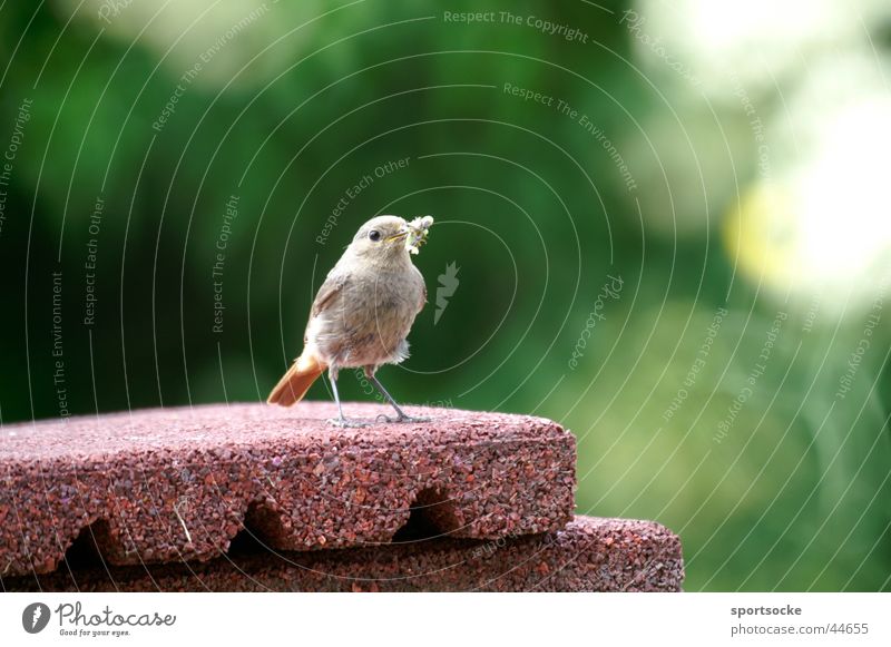 Lonely little bird Loneliness Bird Chirping Posture Seeking a partner Piipmatz