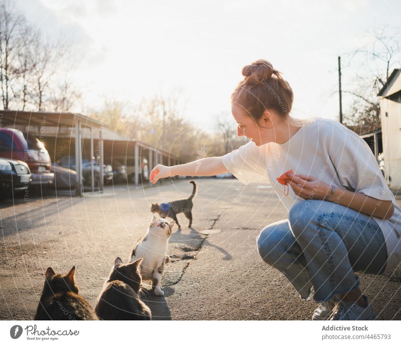 Smiling woman feeding homeless cat on street food hungry kind positive careful female optimist fur animal mammal kitty carefree glad young creature expressive