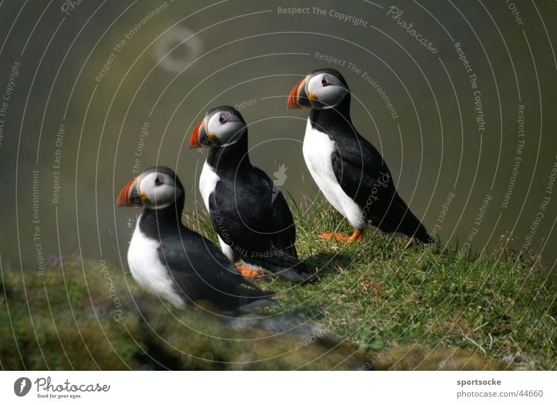 What are you looking at? Line of birds Iceland Animal Puffin Transport trio