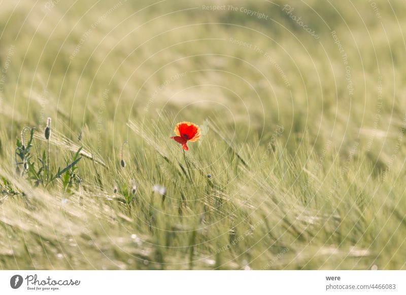 Flowering corn poppy in a ripening wheat field Blossoms agricultural area agriculture blooming copy space cornfield farmer farming flowering flowers food fruit