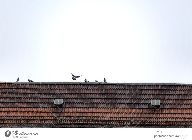 a roof with pigeons in Schönhauser Allee Berlin Prenzlauer Berg Roof Pigeon birds Downtown Town Exterior shot Capital city Old town Deserted Manmade structures