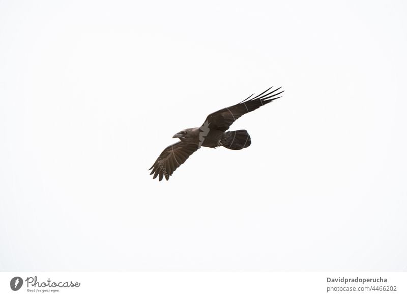 Wild eagle flying on cloudy sky wildlife bird wings beak raptor flight feather animal predator nature prey freedom bird of prey outdoor soaring feathers birds