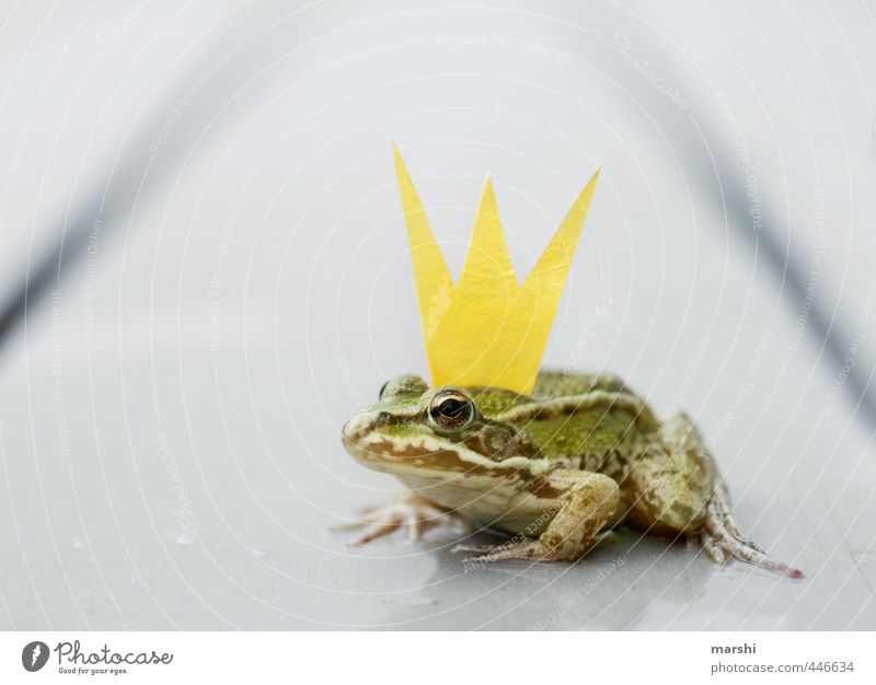 Frog King Animal Wild animal 1 Yellow Gold Green Frog Prince Crown Funny Small Sweet Fairy tale Jinxed Kissing Colour photo Exterior shot Close-up Detail Day