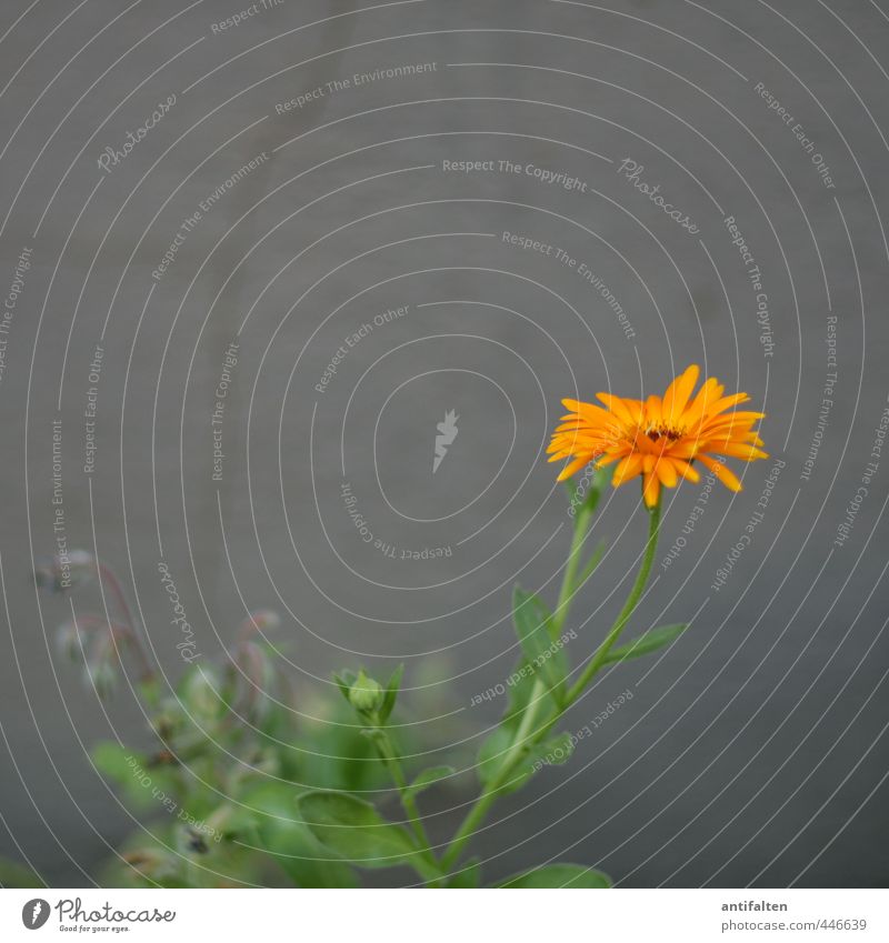 Bringing colour into grey everyday life Nature Plant Weather Beautiful weather Flower Leaf Blossom Gerbera Aster Garden Town Outskirts Wall (barrier)