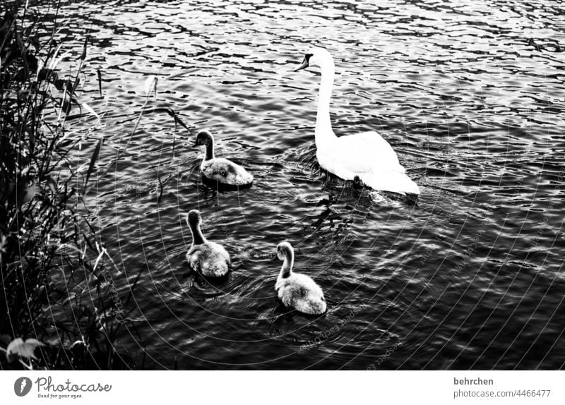 black and white Feather pretty Wild animal Exterior shot Love of animals feathers Deserted in common Together Animal portrait Bird Majestic Swan