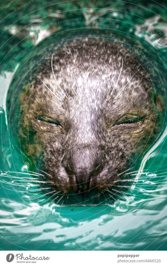 Sea Seal Harbour seal Zoo Zoology Animal Wild animal Colour photo Animal portrait Exterior shot Animal face Deserted Looking Curiosity Seals
