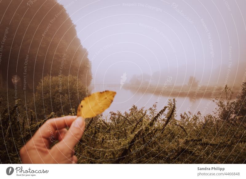 yellow autumn leaf in front of foggy landscape Autumn leaves Fog River Hand Nature Autumnal Autumnal colours Yellow Colour photo Exterior shot Tree Deserted Day