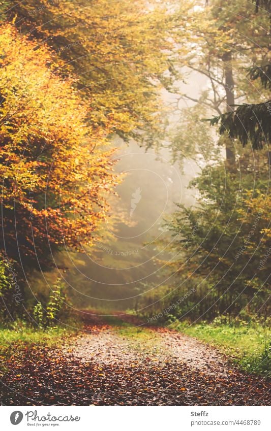 Forest path in fog autumn fog Fog forest path Eerie foggy Ambiguous inscrutable haiku autumn colours Autumnal colours off October october weather Mysterious