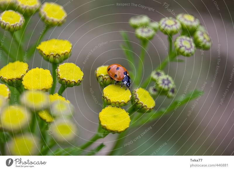 the long journey #2 Environment Nature Landscape Plant Animal Flower Farm animal Beetle Curiosity Cute Ladybird Colour photo Subdued colour Close-up Detail