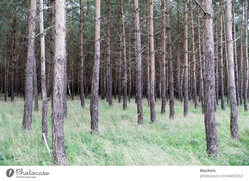 Dead trees, tree mortality, spruces, climate change, forest dieback, bark beetle infestation, Lower Saxony Germany Forest death Global warming climate crisis