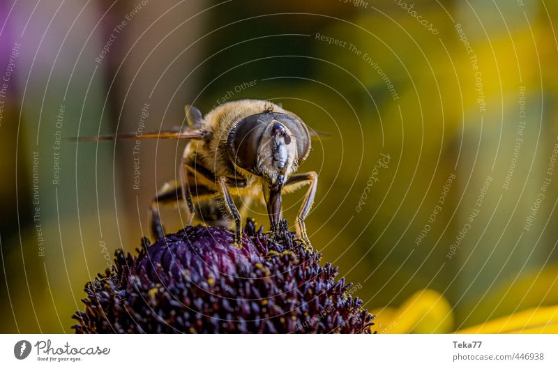 hoverfly Nature Plant Animal Flower Fly 1 Uniqueness Elegant Subdued colour Studio shot Close-up Macro (Extreme close-up) Flash photo Light Shadow