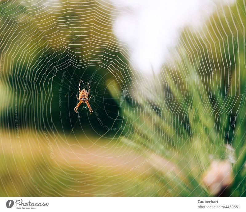 Cross spider sits in web in front of green meadow and plants Net Meadow Delicate structure Nature Insect Spider Close-up Spider's web Shallow depth of field