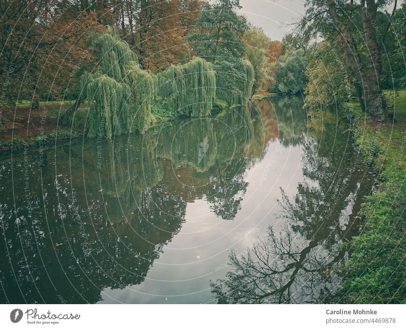 Mystical tree landscape reflected in the water Tree trees Landscape Water River Nature Forest Environment Green Exterior shot Colour photo Day Deserted Plant