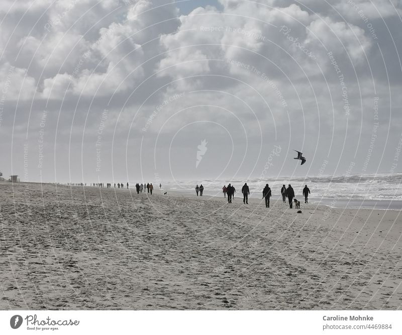 People and dogs walking on the beach on Sylt on a stormy day - A seagull flies in the air Beach Ocean Sand North Sea Vacation & Travel Exterior shot Sky coast