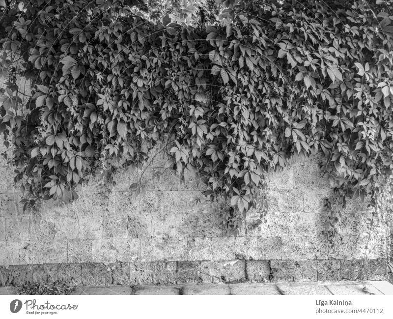 Brick wall with leaves in black and white Wall Wall (barrier) Facade Brick facade Wall (building) Structures and shapes Manmade structures Pattern Stone